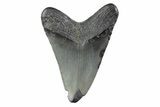 Juvenile Megalodon Tooth - South Carolina #362208-1